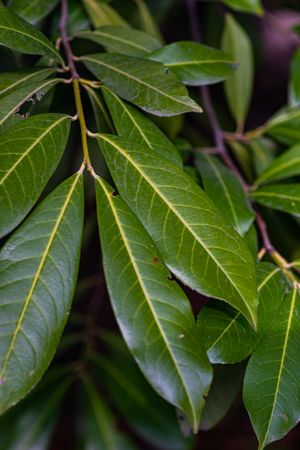 Bright green leaves as a natural background