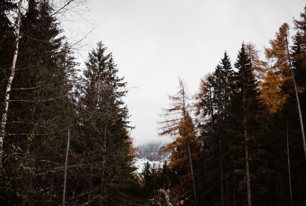 Big mountains near pine forest on cloudy weather