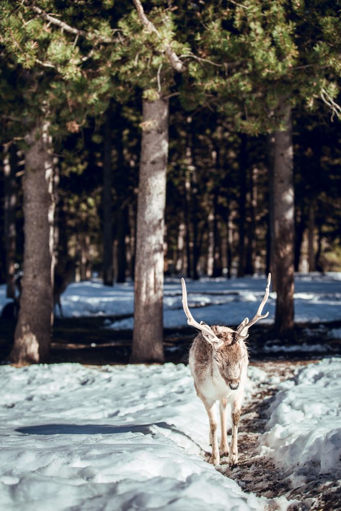 Deer pasturing near trees between snow