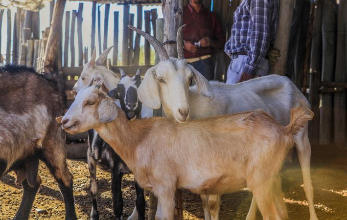 Domestic animals feeding on pasture