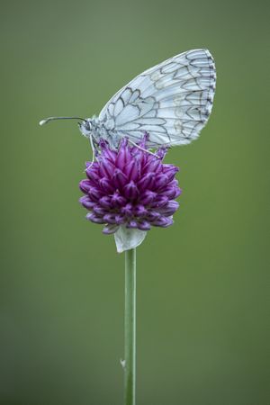 Light butterfly on flower