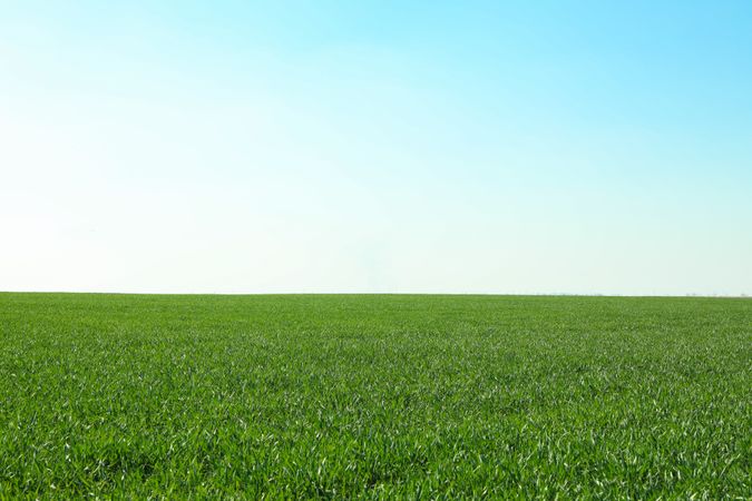 Green grass field, space for text. Beautiful spring greenery