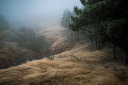 Frozen misty landscape of Kakheti