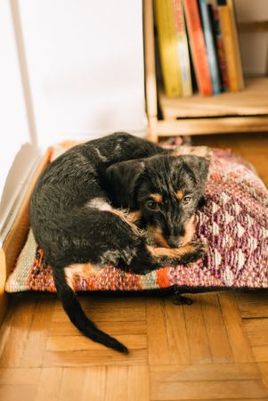 Cute dog curled up on bed in home