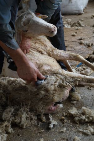 Crop man shearing sheep in barn