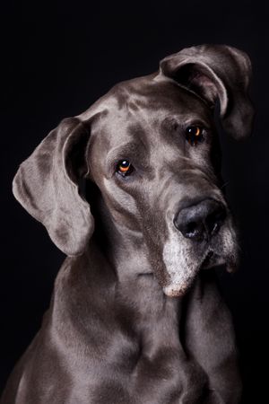 Amazing dog staring at camera