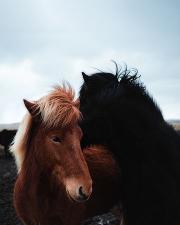Horses in the mountains in Iceland