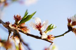 Almond Tree branch with flowers in garden and blue sky