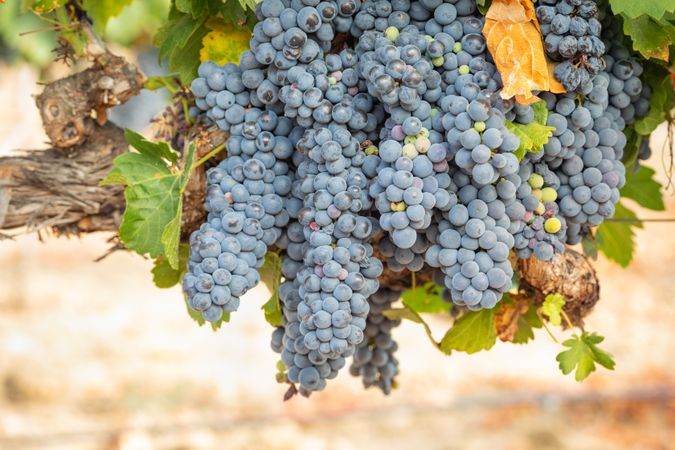 Vineyard with Lush, Ripe Wine Grapes on the Vine Ready for Harvest