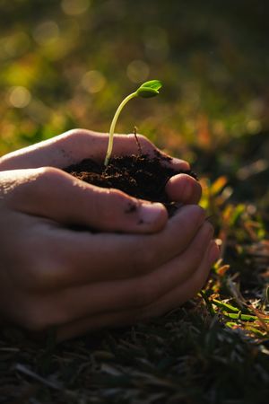 Crop gardener with plant seedling in sunlight