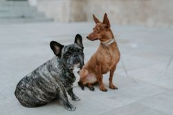 Domestic dogs on street pavement