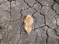 leaf on the cracked land
