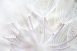 Delicate white stamen in closeup
