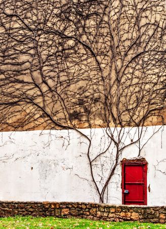 Minimalism. A bright red lonely door on a large old wall covered with ivy.