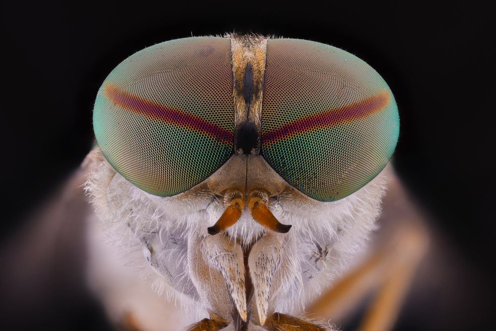 Flies head with big green eyes on sides