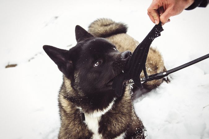 Dark short coated dog playing with glove on snow