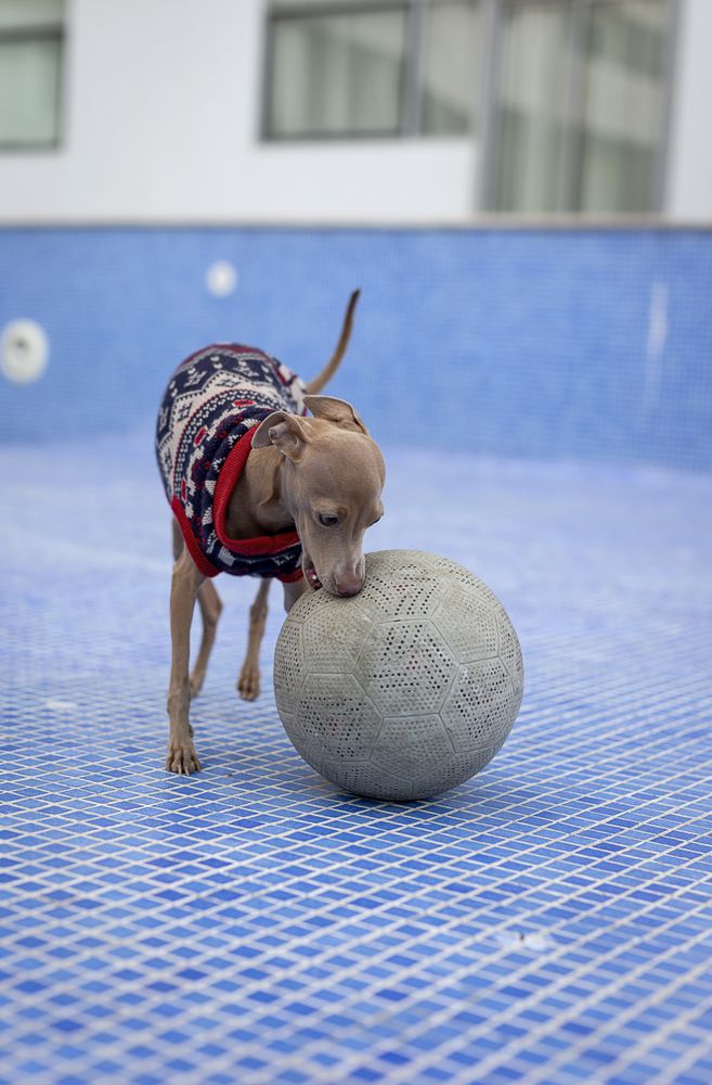 Italian greyhound dog playing in the pool with a ball