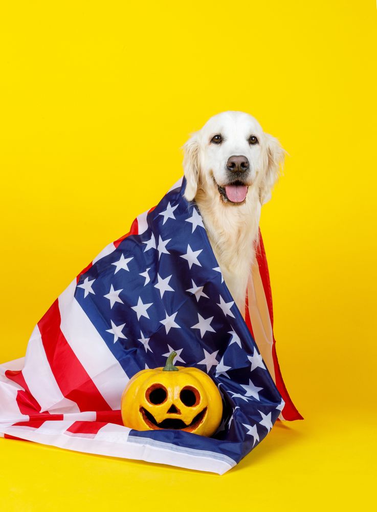 friendly dog covered with American flag with pumpkin