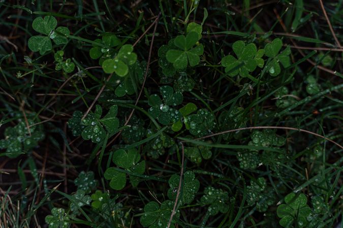 Dew on the grass after the rain
