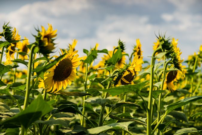 Blooming yellow sunflowers in a field
