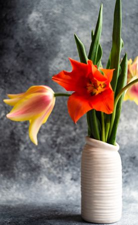 Tulip flowers in vase on concrete background