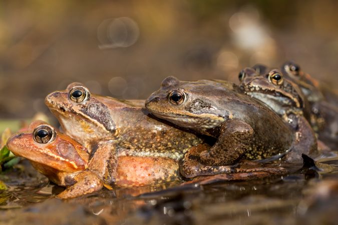 Stacked frogs in water