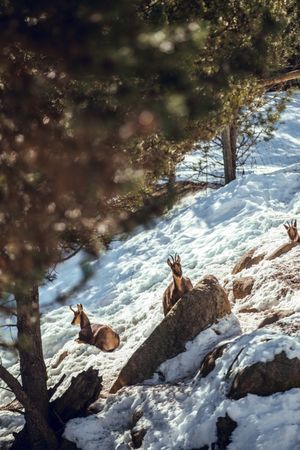 Goats pasturing on hill between snow