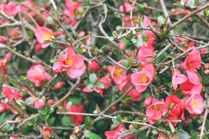 Asian pink flowers.