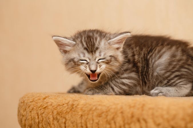 Cute small cat with open mouth