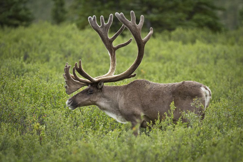 Bull Caribou in green field
