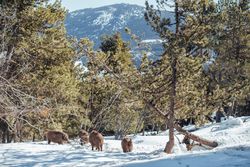 Boars pasturing between trees and snow