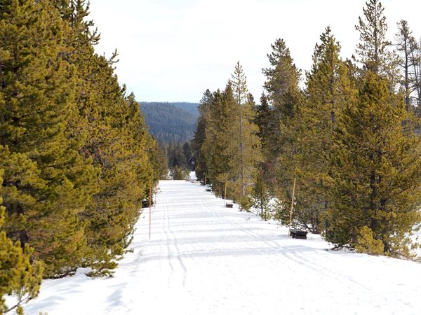 A Winter Journey: Cross-Country Ski Trail Through a Snow-Covered Forest
