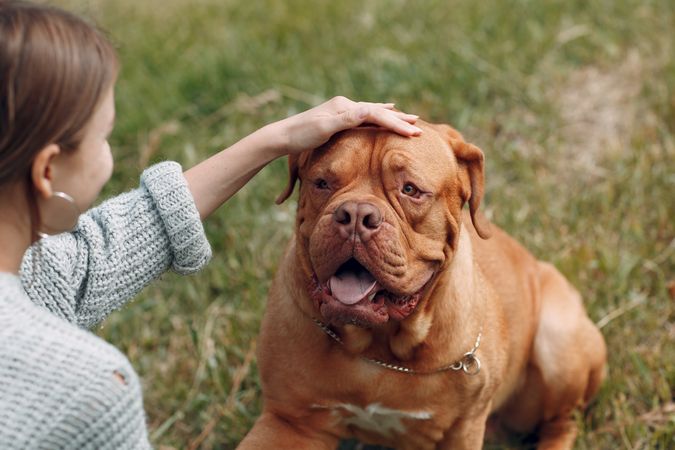 Woman petting brown French mastiff dog