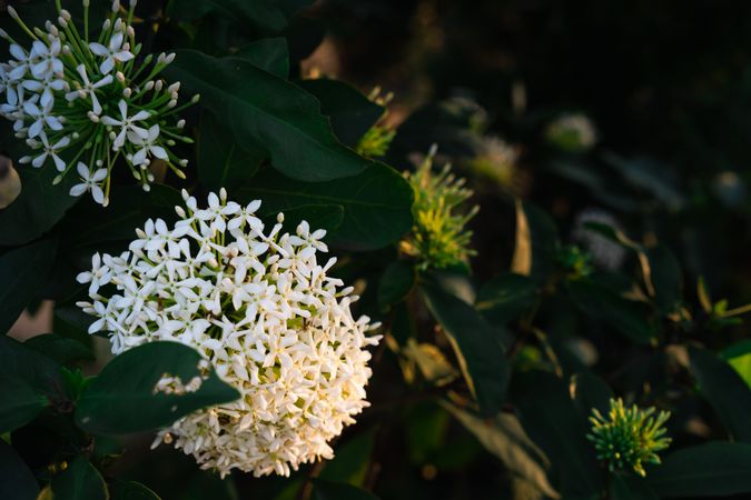 Whispers of Spring