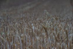 Wheat ears in a field