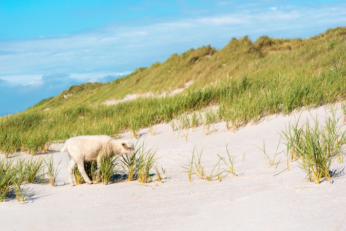 Beach landscape with a lamb grazing the marram grass on Sylt island, Germany