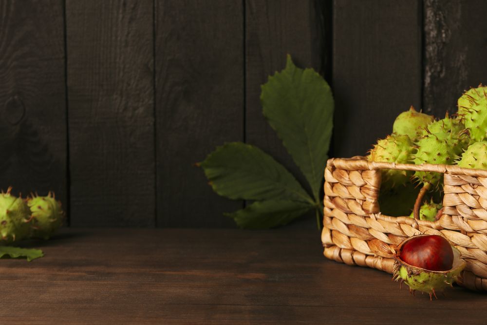 Fresh and ripe chestnuts, space for text