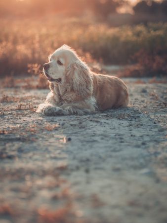 Funny dog lying on ground between plants