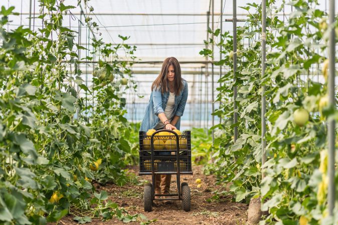 Farmer harvesting ripe melons in greenhouse