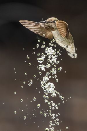 Beautiful Immature Male Anna's Hummingbird Enjoying The Water Fountain