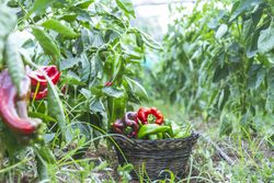 Green and red peppers in basket in garden