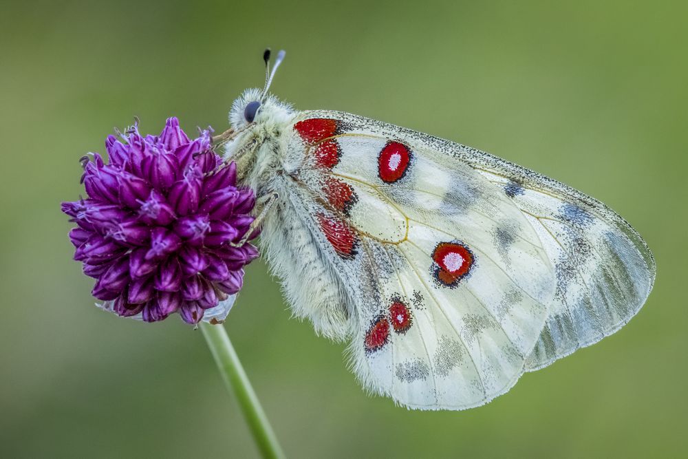 Light and red butterfly perching on purple flower
