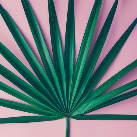 Tropical leaf on pink background