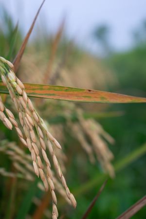 Close up old rice paddy