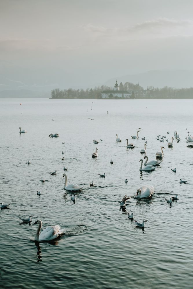 Swans swimming in lake surrounded in misty day