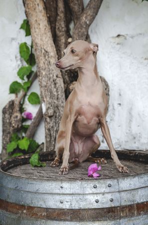 Trained dog sitting on barrel by concrete wall