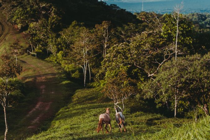Horses running on green lawn in countryside
