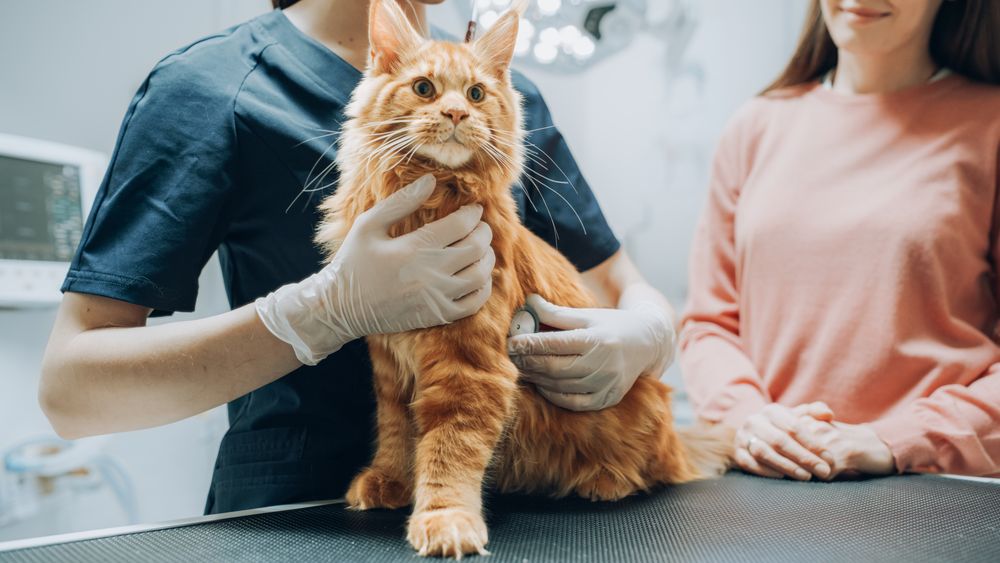 Female Veterinarian Using Stethoscope to Diagnose a Red Pet Maine Coon That is Sitting on a Check Up Table.