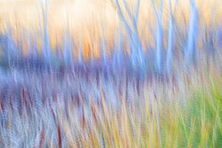 Typha plant in purple light