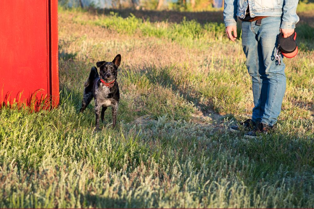 Man interacting with dog in a field.